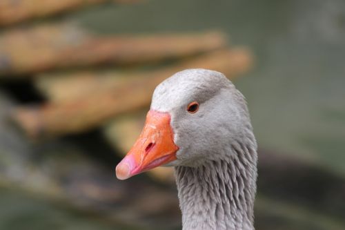 animal goose domestic goose