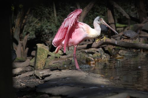 animal flamenco bird