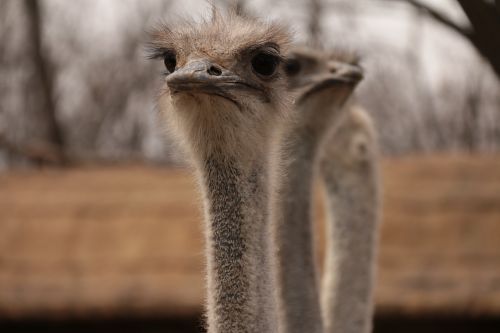 animal the ostrich there is love