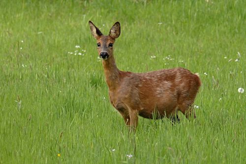 animal roe deer foraging
