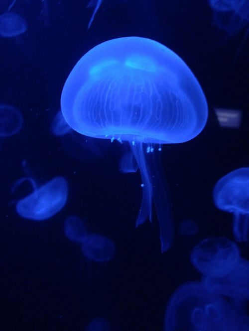 animal aquarium underwater