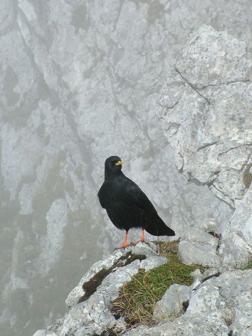 animal bird mountains