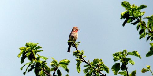 animal bird redhead