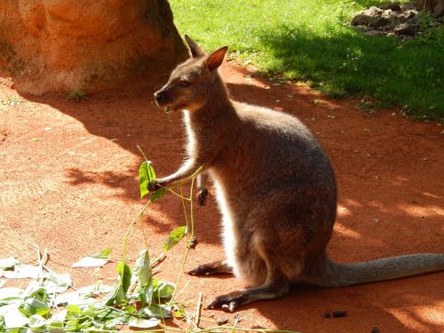 animal kangaroo food