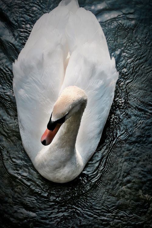 animal swan lake
