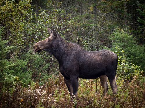 animal moose wild