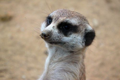animal meerkat seoul national university park
