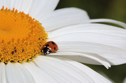 animal insect ladybug