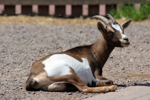 animal goat zoo