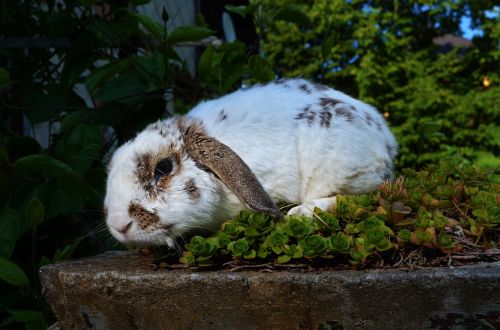 animal rabbit lamb