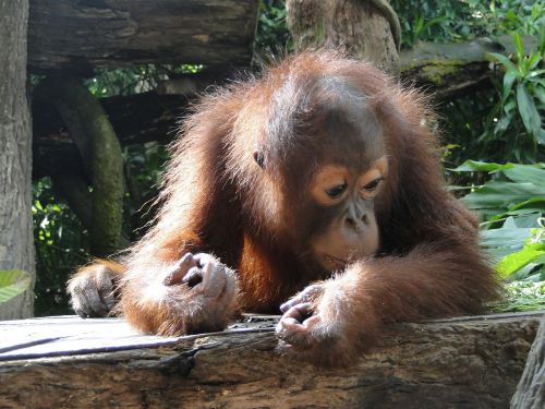 animal baby orangutan