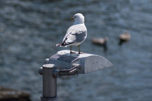 animal seagull bird