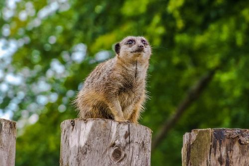 animal meerkats priroda
