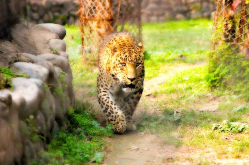 animal leopard king