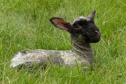 animal lamb just born