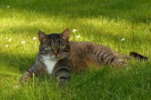 animal cat domestic cat