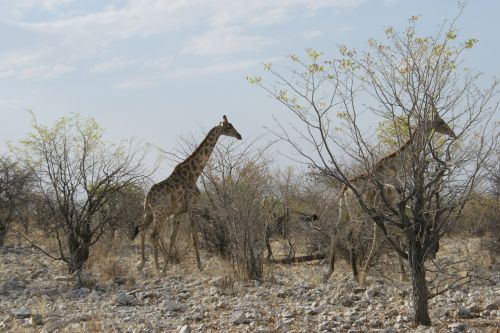 animal giraffe safari
