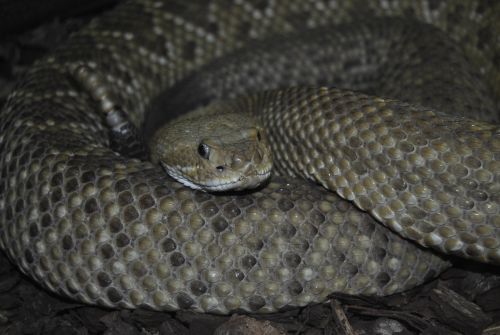 animal zoo snake