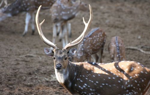 animal deer horns