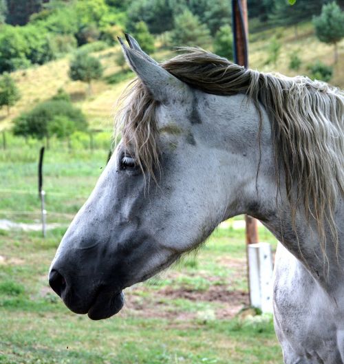 animal horse profile