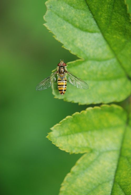 animal wasp leaf