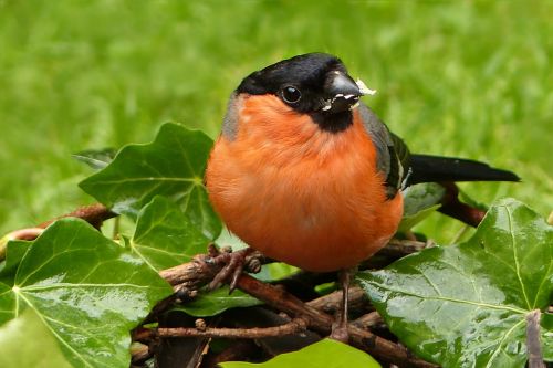 animal bird bullfinch