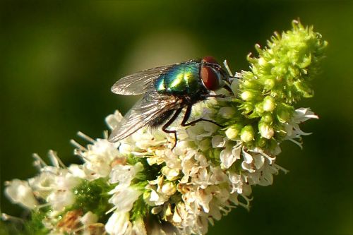 animal insect bluebottle