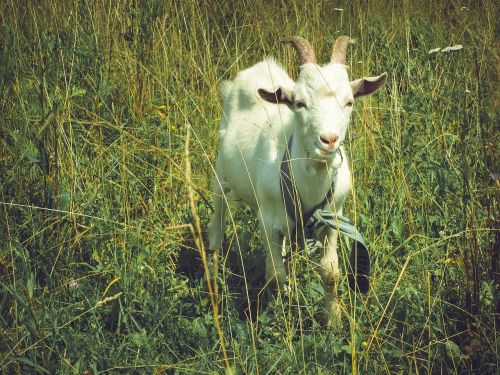 animal goat grass