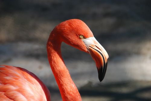 animal flamingo bill