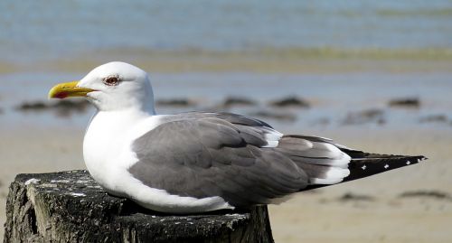 animal sea bird