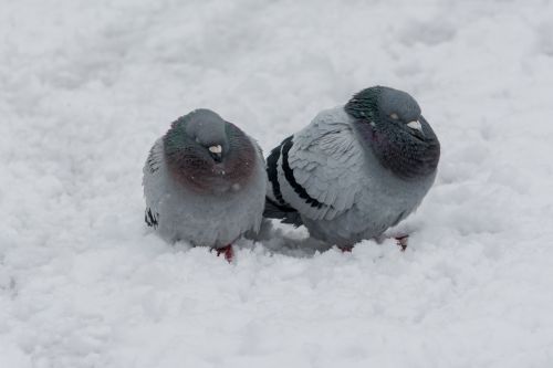 dove bird winter