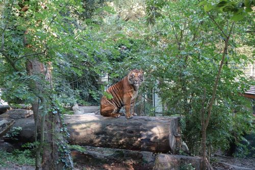 animal zoo tiger