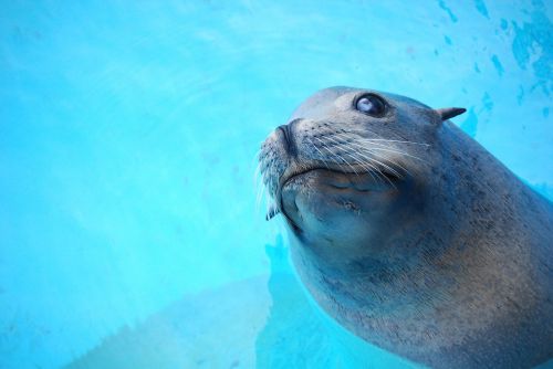 animal seal water