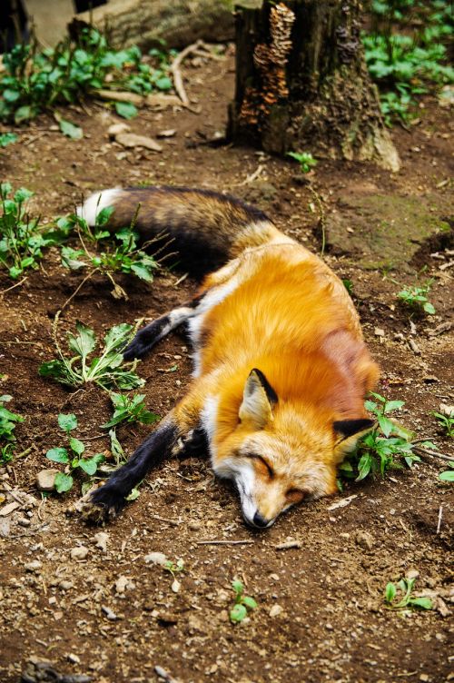 animal fox sleep