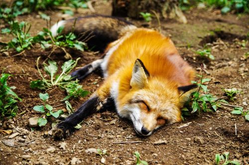 animal fox sleep