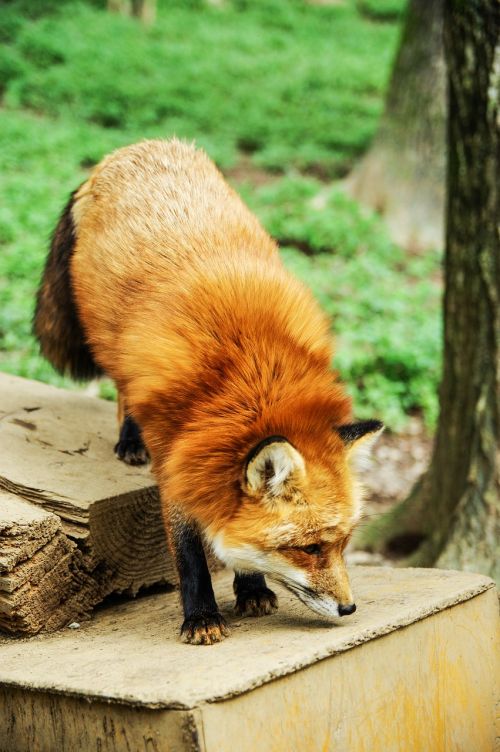 animal fox cute