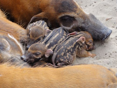 animal bushpigs piglets