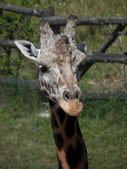 animal giraffe head