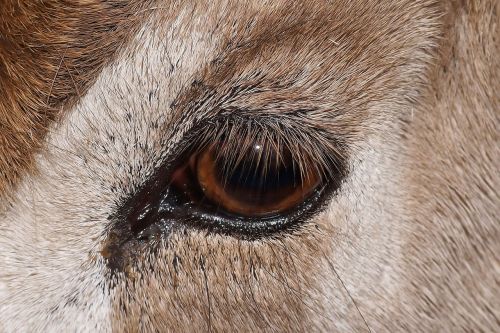 animal eye addax