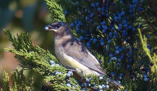 animal bird cedar waxwing