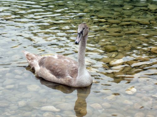 animal swan cygnet