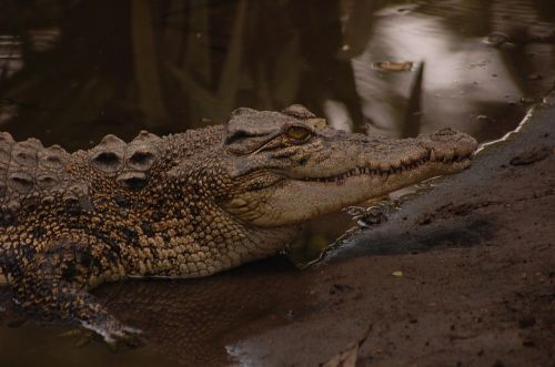 animal crocodile jungle