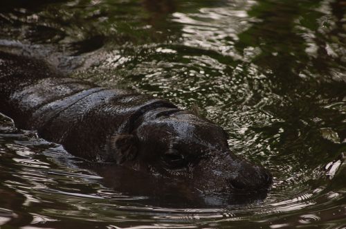 animal hippopotamus zoo