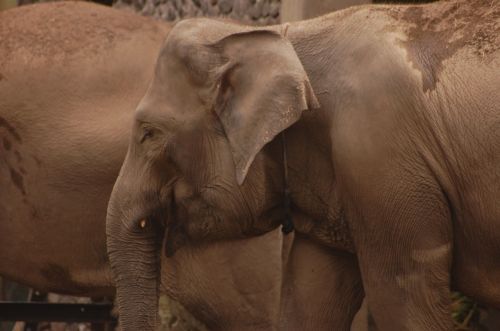 animal elephant zoo