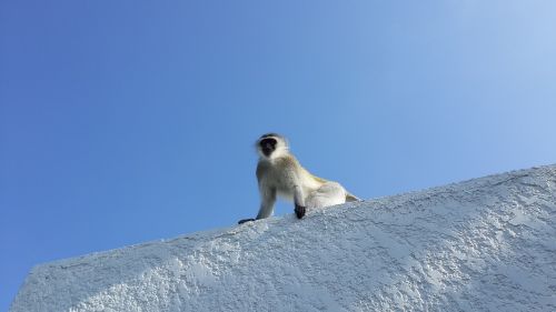 monkey vervet wild animals