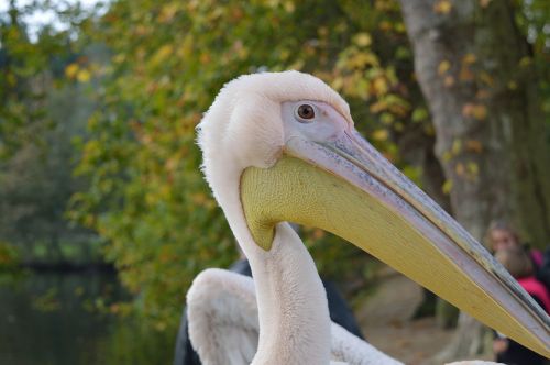 pelican bird beak