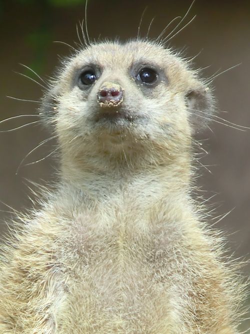 animal zoo meerkat