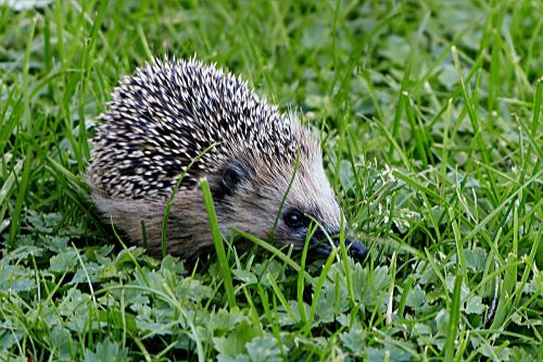 animal mammal hedgehog