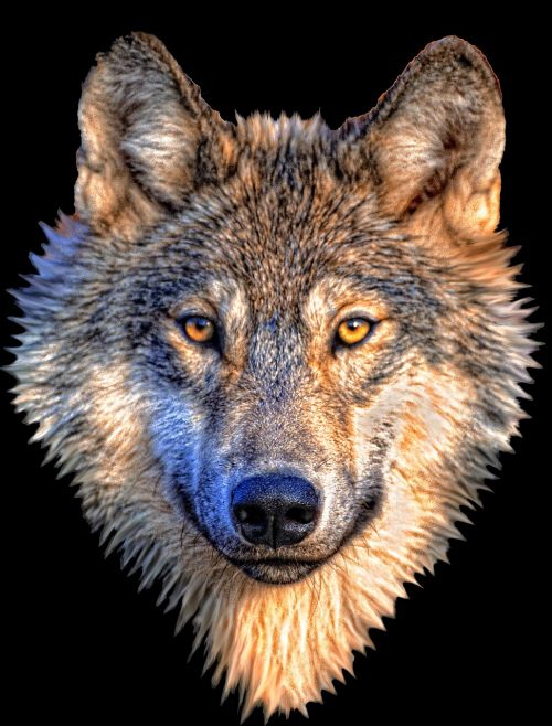 animal wolf nature