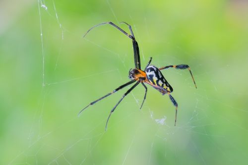 animal spider nature